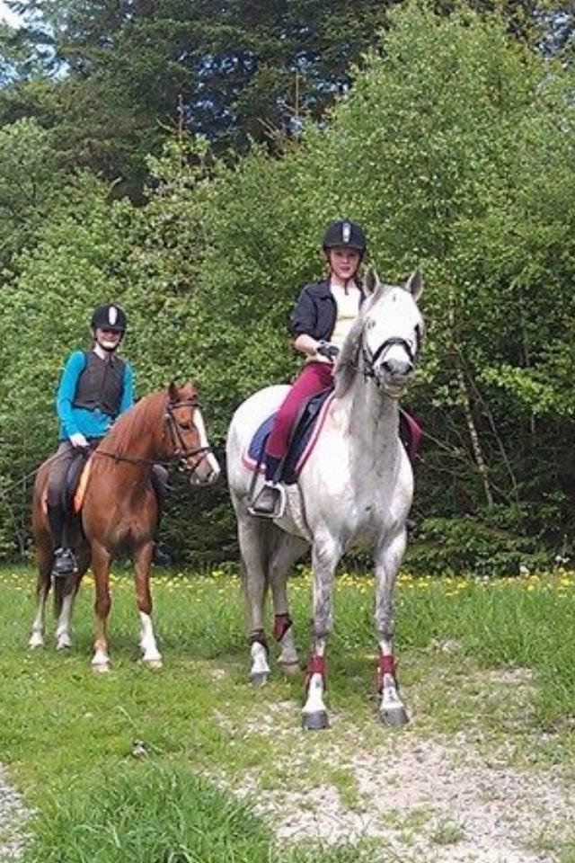 New Forest Rødtjørns Geronimo. billede 11