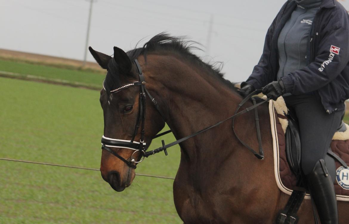 Dansk Varmblod Walodias Hope billede 2