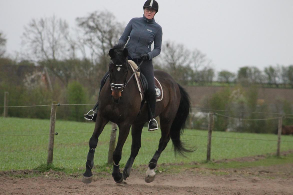 Dansk Varmblod Walodias Hope billede 4