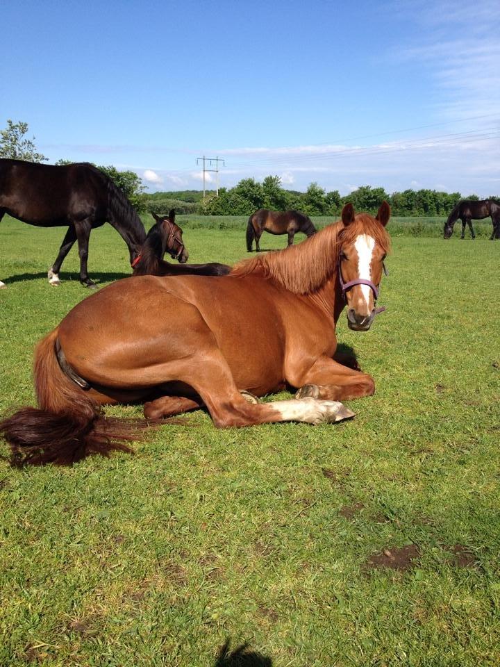 Anden særlig race First Trust (Tidl. hest) SOLGT - Trusti 6 år gl (maj 2014) billede 19