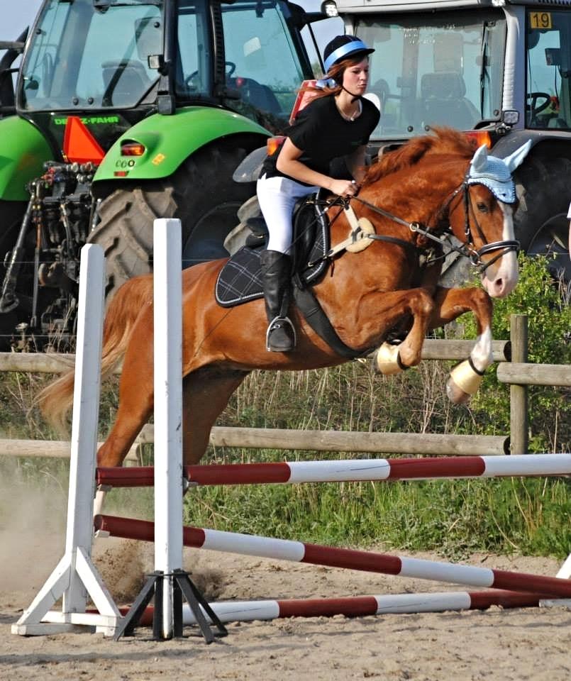 Frederiksborg Prince Houdini <3Rest In Peace - Høng Landbrugsskole Mini Dyrskue Spring ( Taget af Susan) billede 9