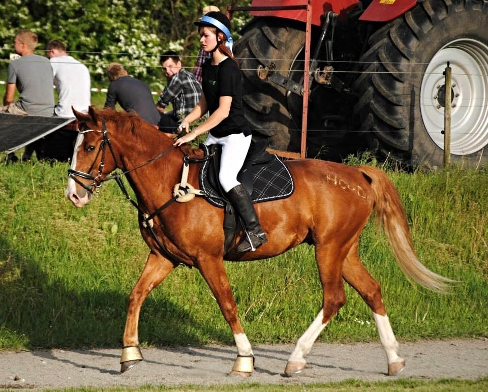 Frederiksborg Prince Houdini <3Rest In Peace - Høng Landbrugsskole Mini Dyrskue Mountains Games (Taget af Susan) billede 7