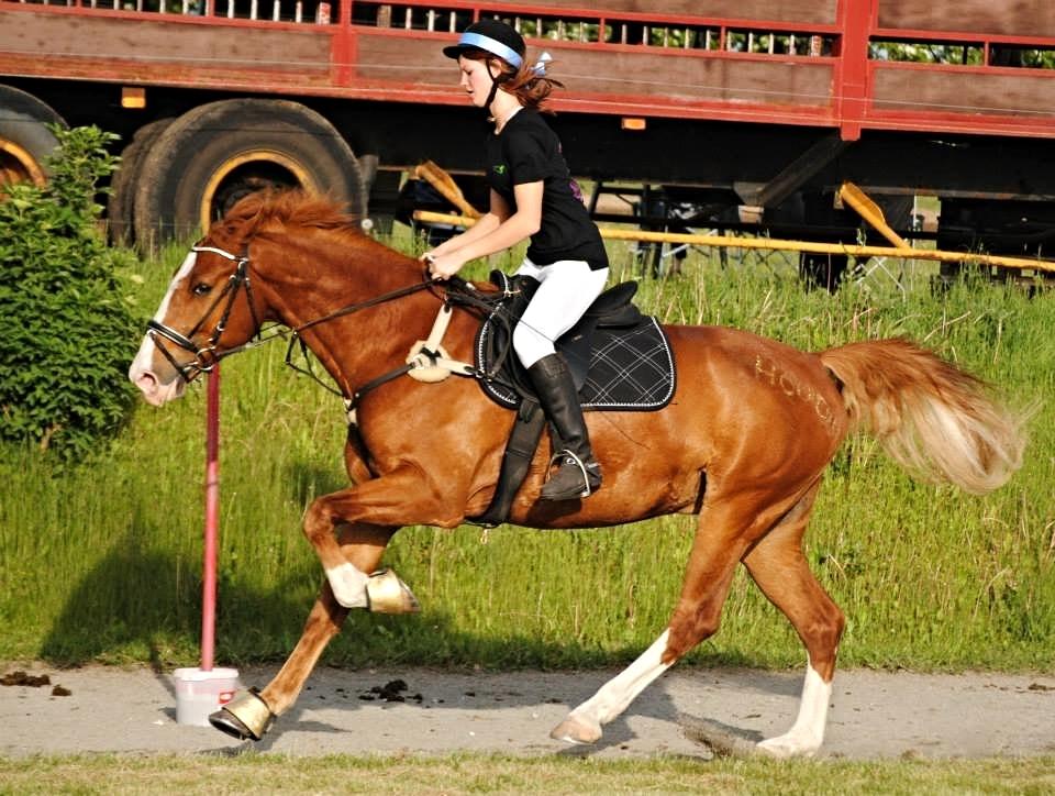 Frederiksborg Prince Houdini <3Rest In Peace - Høng Landbrugsskole Mini Dyrskue Mountains Games (Taget af Susan) billede 5