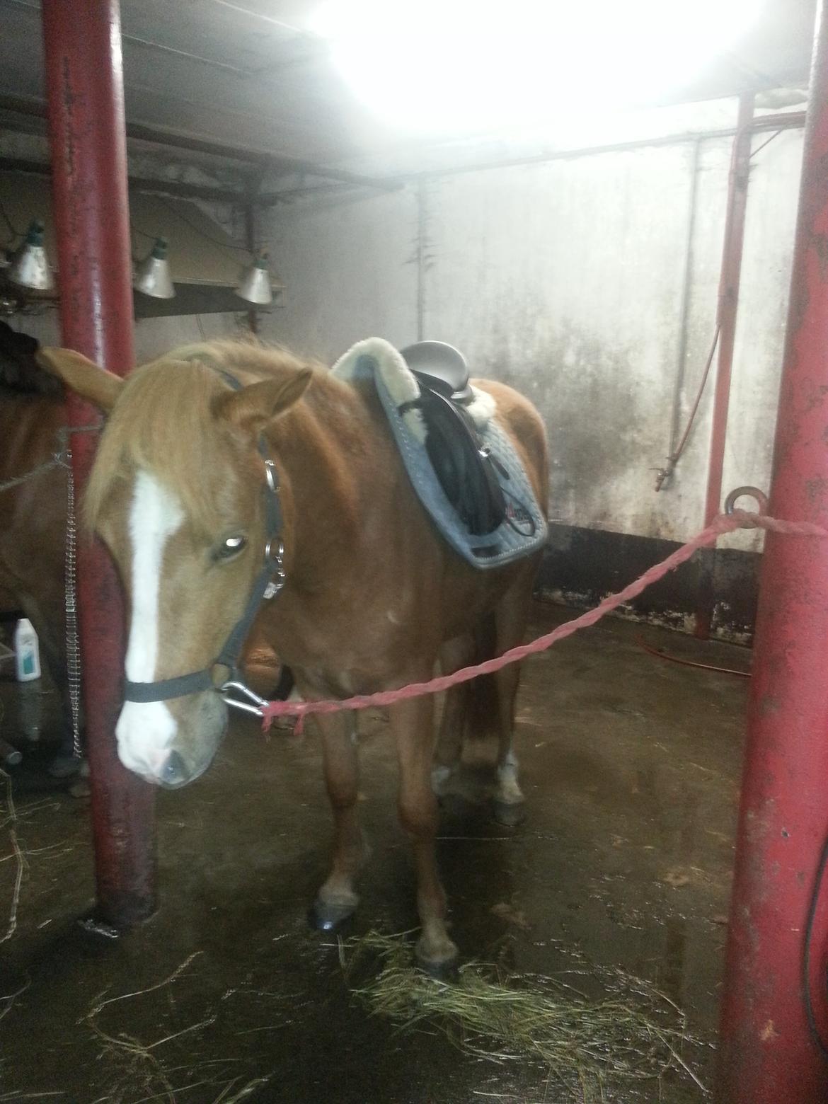 Anden særlig race Nice Surprice billede 1