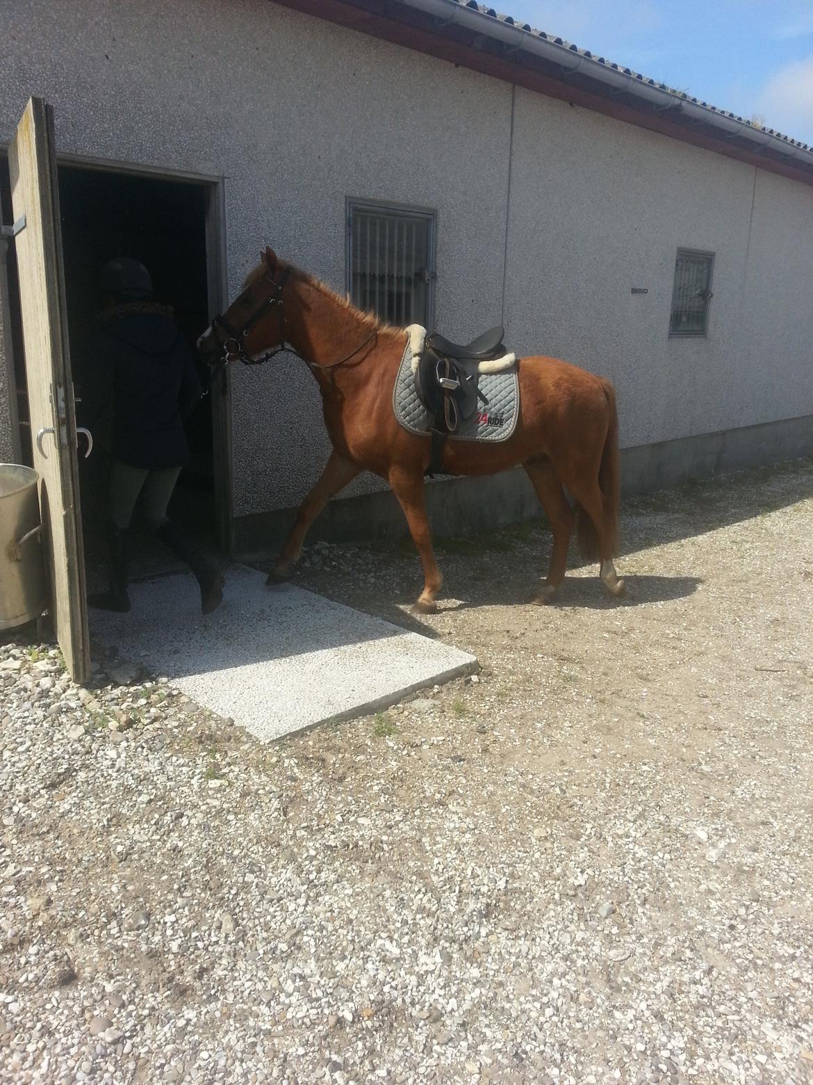 Anden særlig race Nice Surprice billede 2