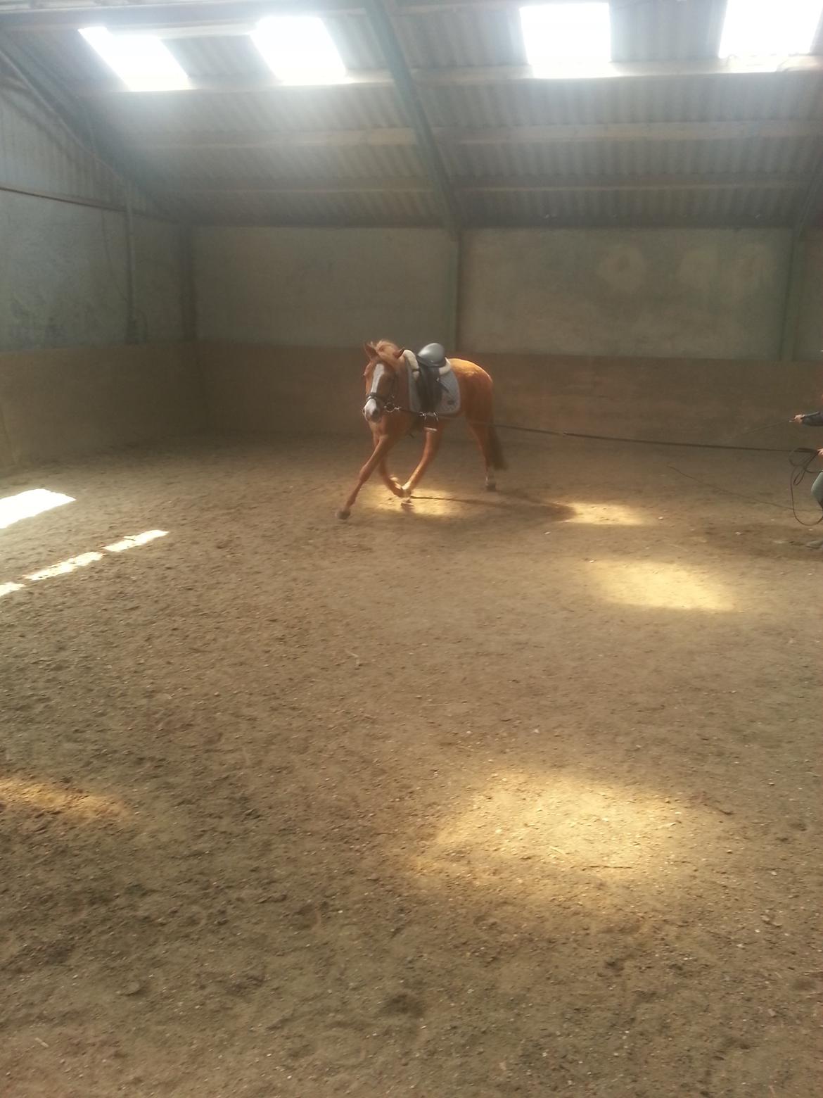 Anden særlig race Nice Surprice billede 4