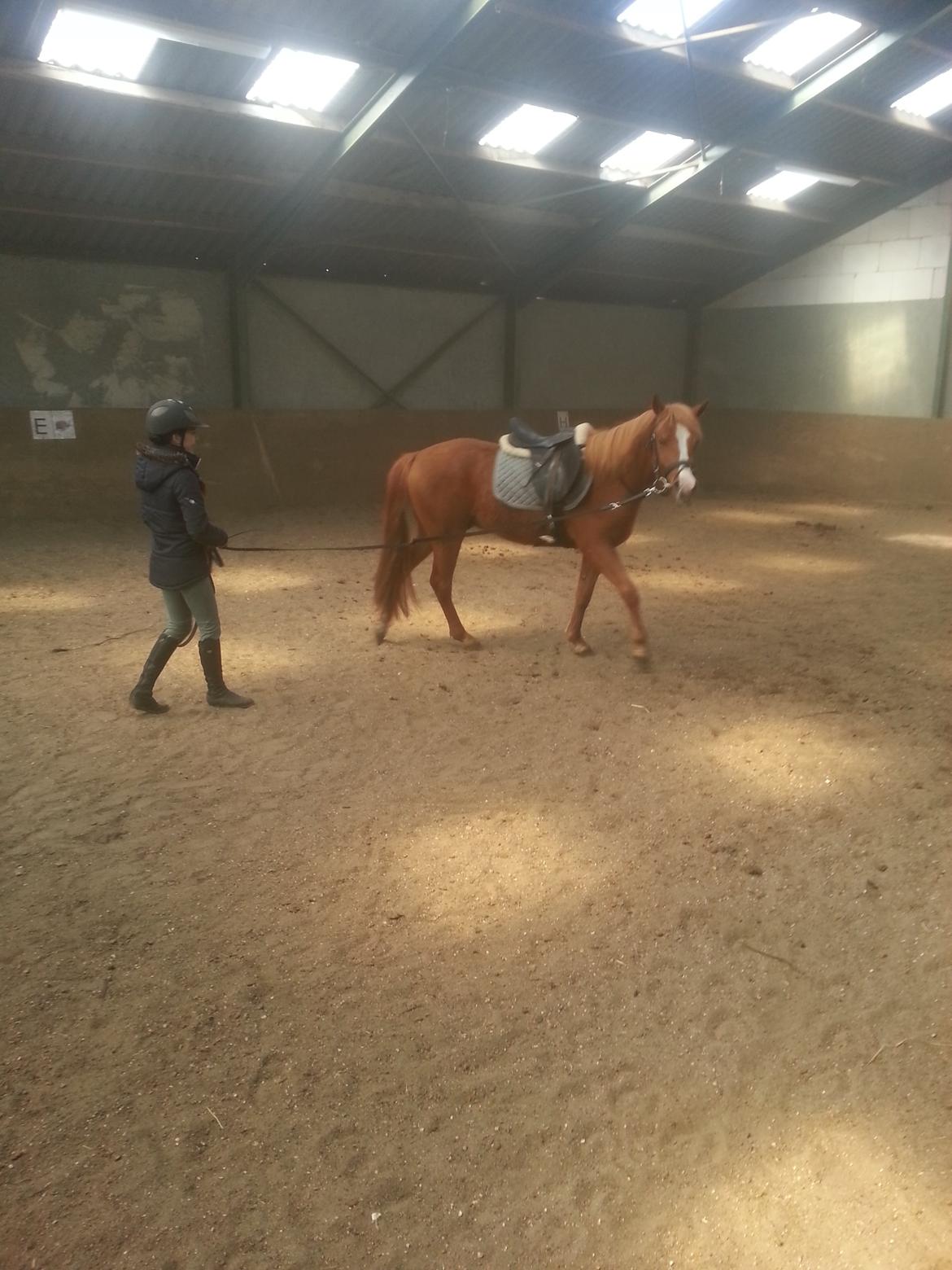 Anden særlig race Nice Surprice billede 3