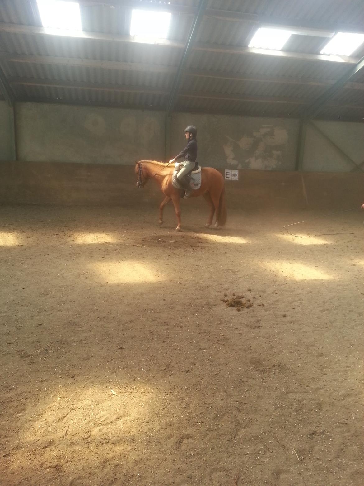 Anden særlig race Nice Surprice billede 5