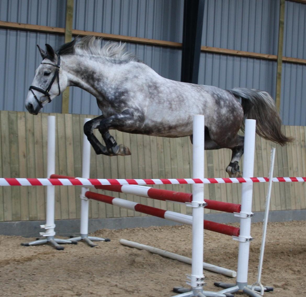 Anden særlig race Cara - SOLGT - løsspring d. 24 maj 2014 billede 31