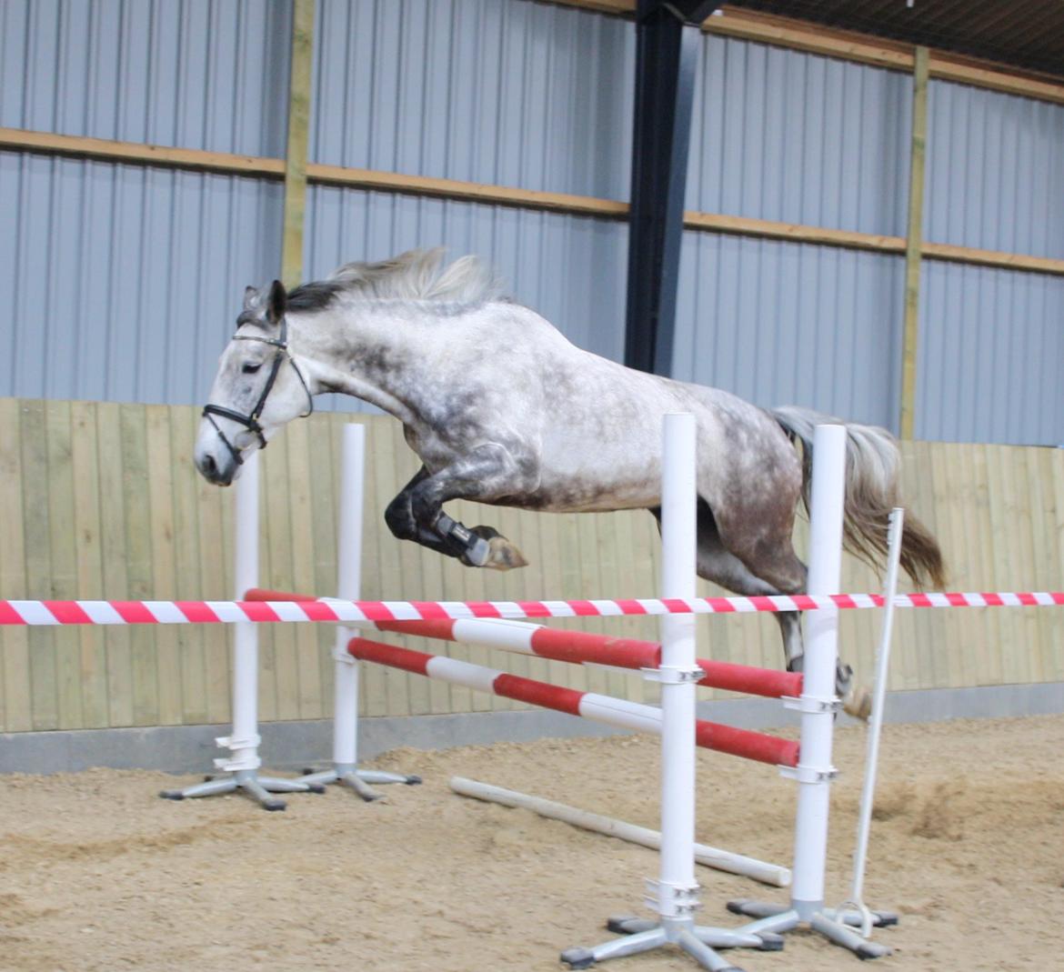 Anden særlig race Cara - SOLGT billede 33