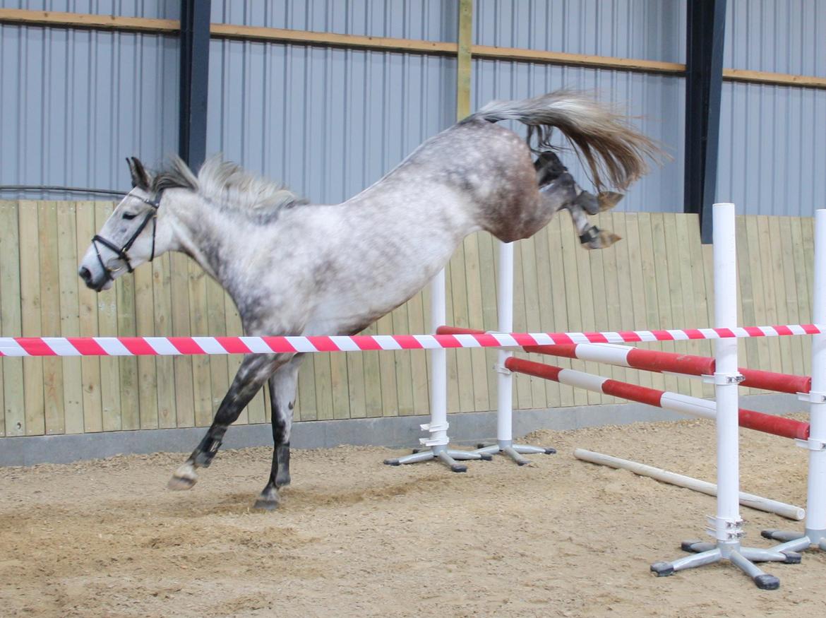 Anden særlig race Cara - SOLGT billede 34