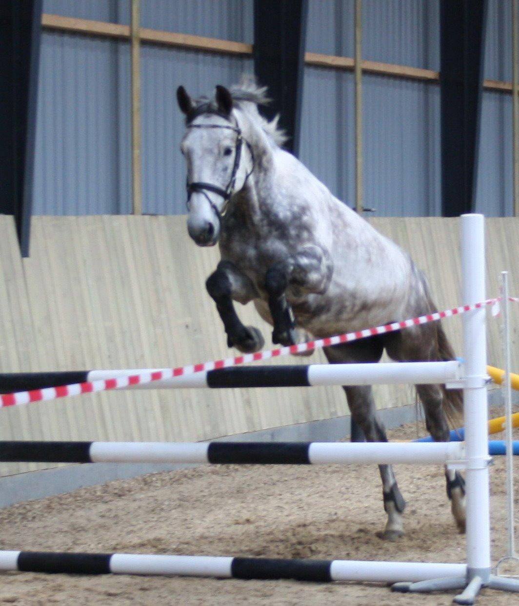 Anden særlig race Cara - SOLGT billede 35