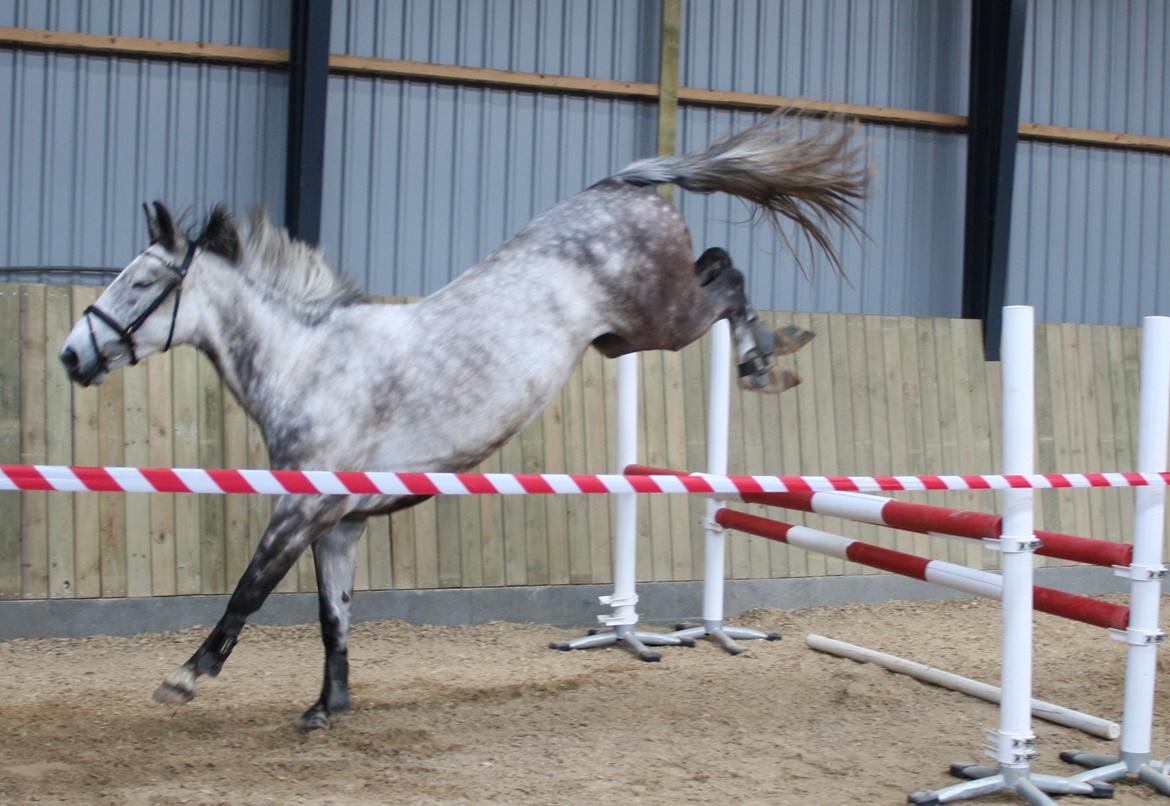 Anden særlig race Cara - SOLGT billede 32
