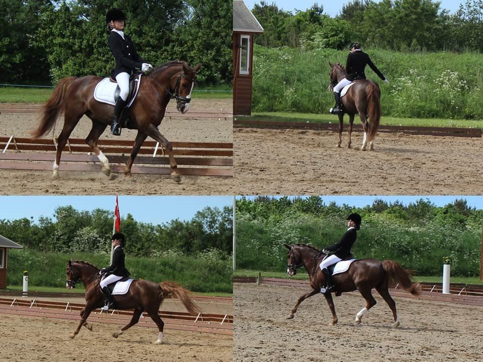 New Forest Koedijks Milano *Låner* - 69% i LA3 billede 10