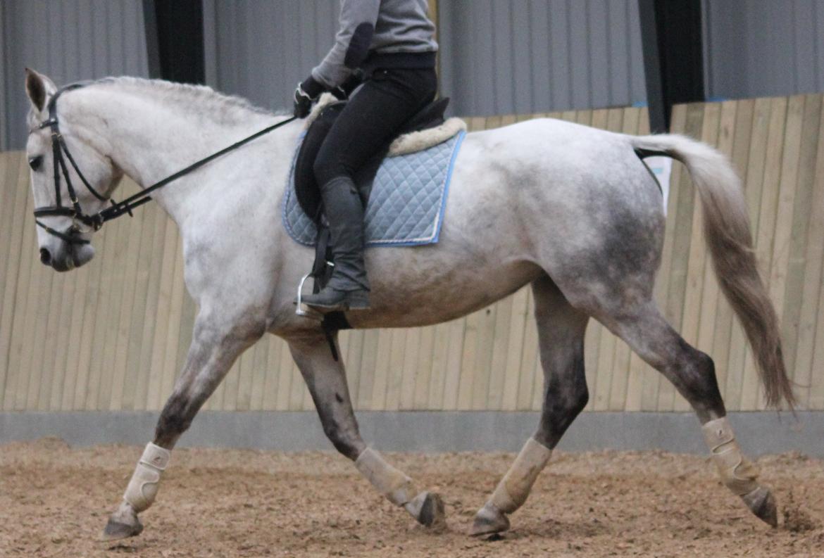 Anden særlig race Zera billede 23