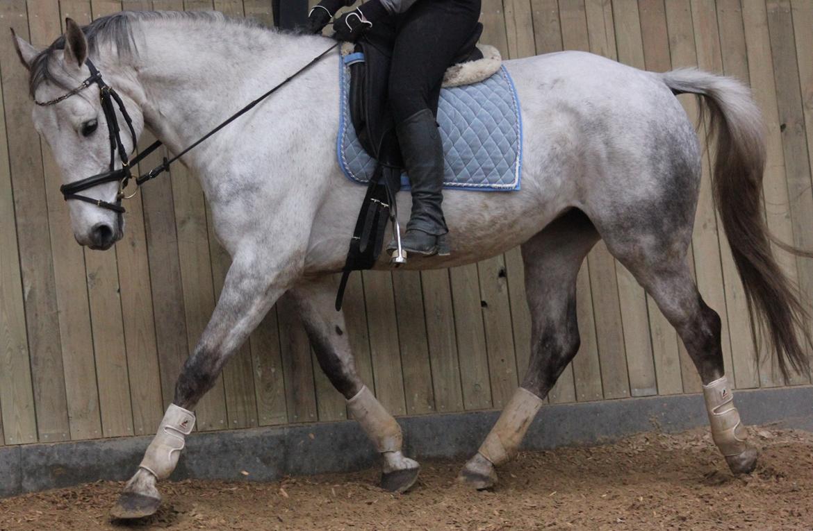 Anden særlig race Zera billede 25