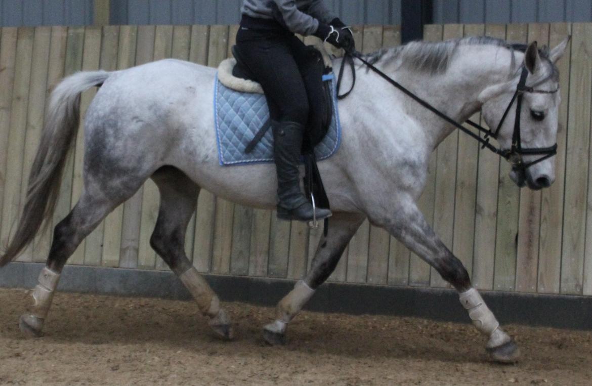 Anden særlig race Zera billede 27