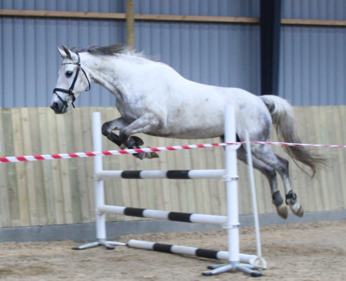 Anden særlig race Zera billede 28