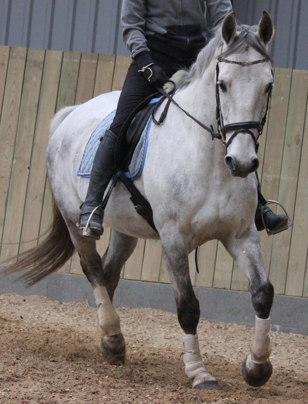 Anden særlig race Zera billede 24