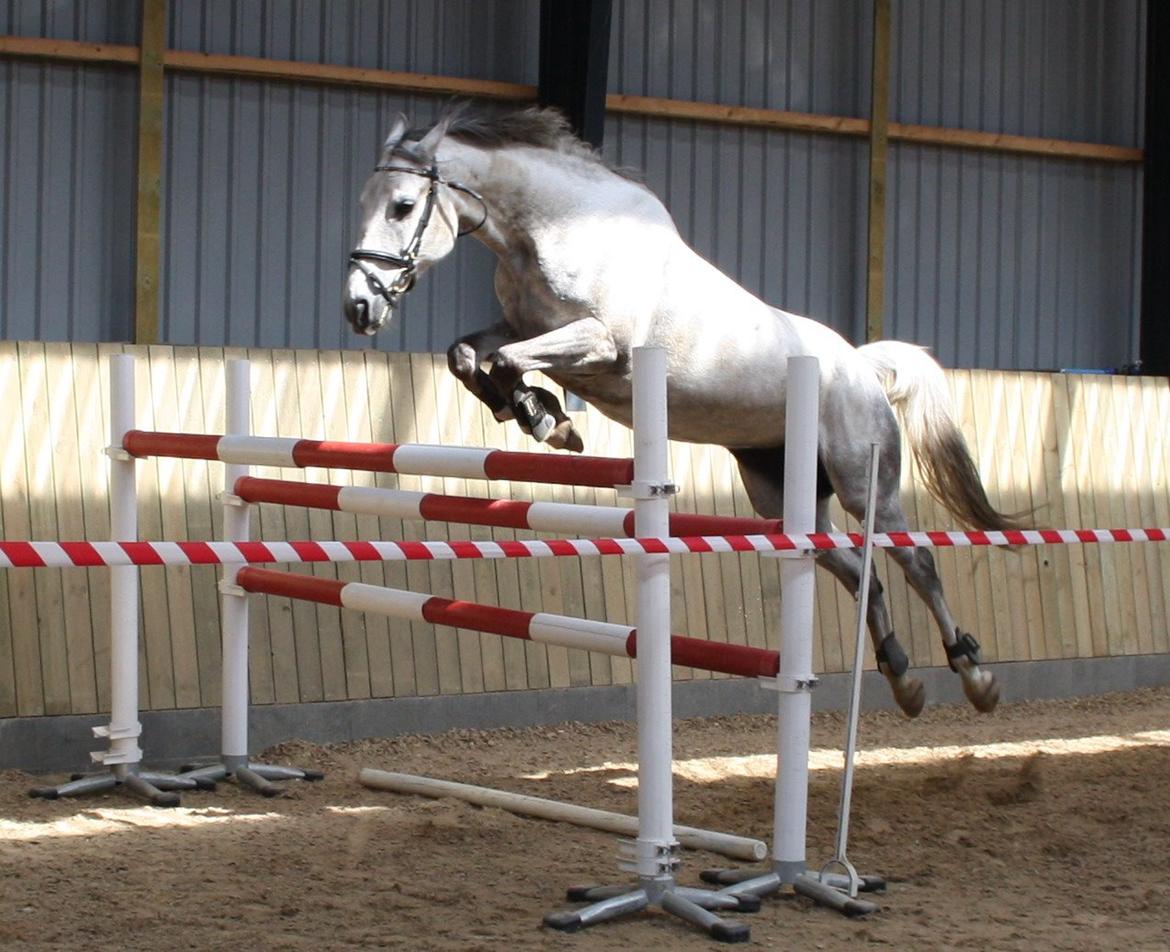 Anden særlig race Zera billede 29