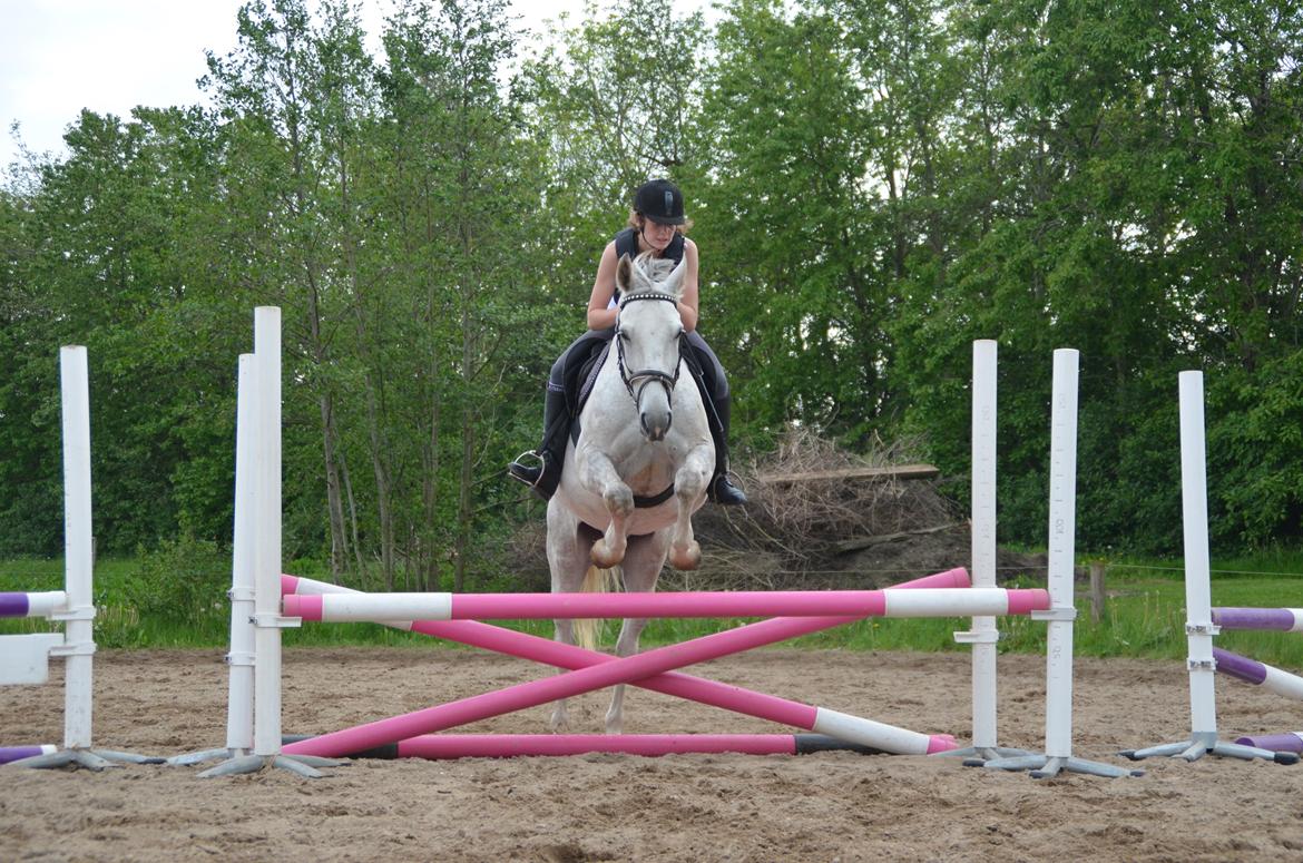 Oldenborg Kahlua - 21-05-2014 Anne & Kahlua springer for 3. gang billede 5