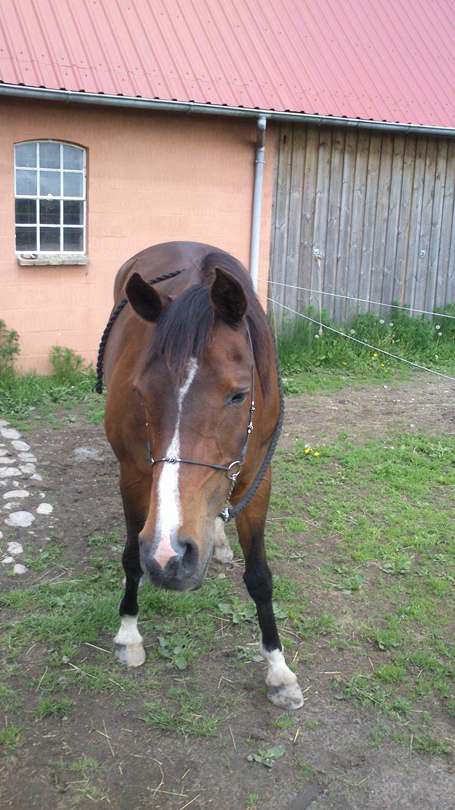 Arabisk fuldblod (OX) Cesanta - Har du noget i lommerne :) billede 7