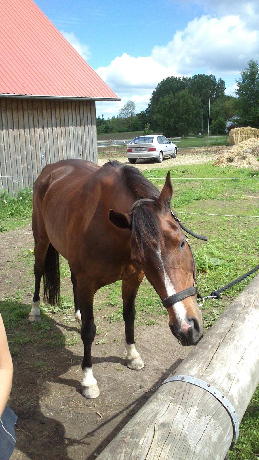 Arabisk fuldblod (OX) Cesanta - Pleas bare en godbid mere :) billede 8