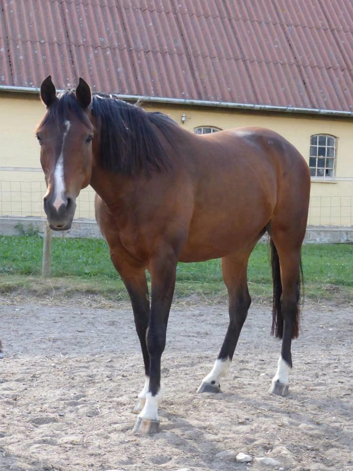 Arabisk fuldblod (OX) Cesanta - Sommer 2013  billede 10