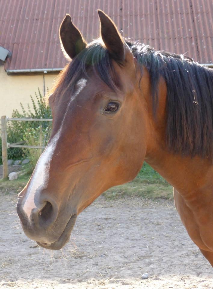 Arabisk fuldblod (OX) Cesanta - Smukke pige  billede 9