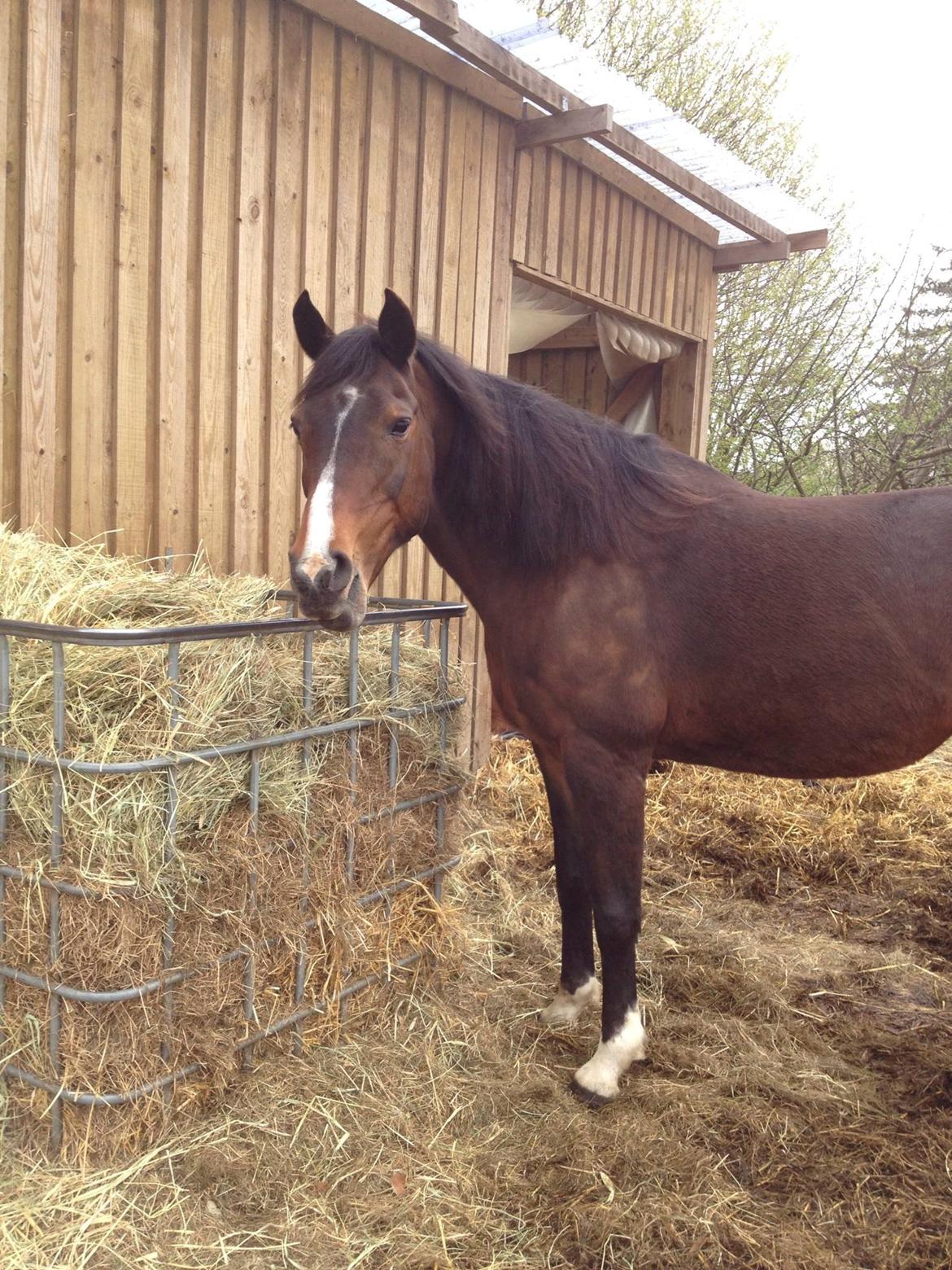Arabisk fuldblod (OX) Cesanta - Li da jeg havde fået hende hjem  billede 11