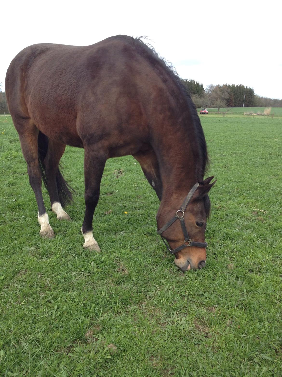 Arabisk fuldblod (OX) Cesanta - Li kommet hjem til mig :) billede 12