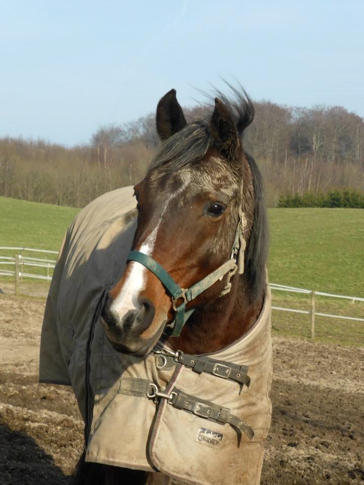 Arabisk fuldblod (OX) Cesanta - Mig beskidt nej da ;) billede 13