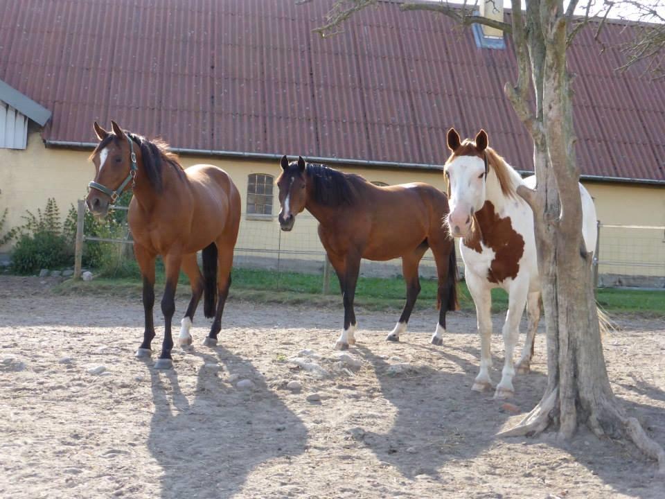 Arabisk fuldblod (OX) Cesanta - Cesanta med smukke Alarming ved sin side og den brogede var deres bodyguard :) billede 14