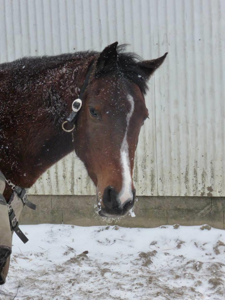 Arabisk fuldblod (OX) Cesanta - Smukke pige i sneen vinter 2013 billede 15