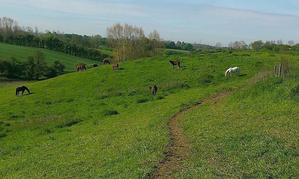 Arabisk fuldblod (OX) Cesanta - Hele flokken i engen :) billede 16