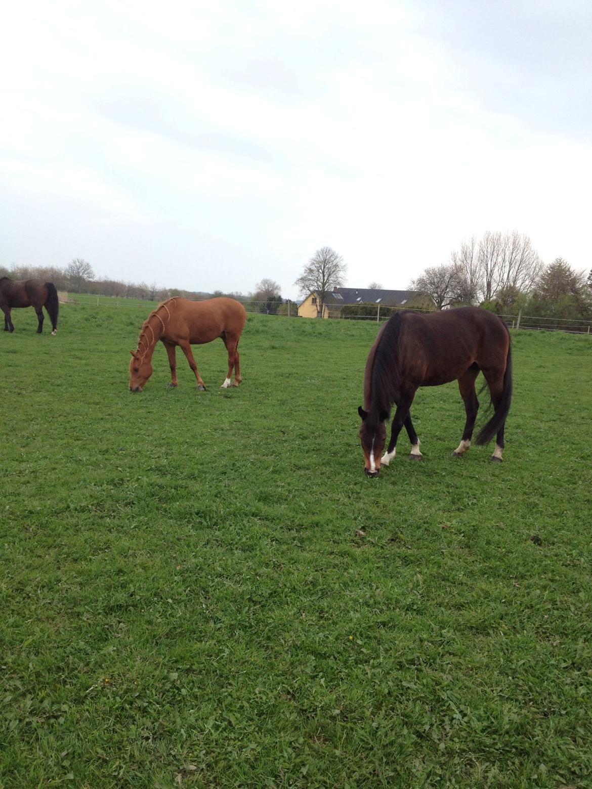 Arabisk fuldblod (OX) Cesanta - Mine to skønne Araber  billede 17