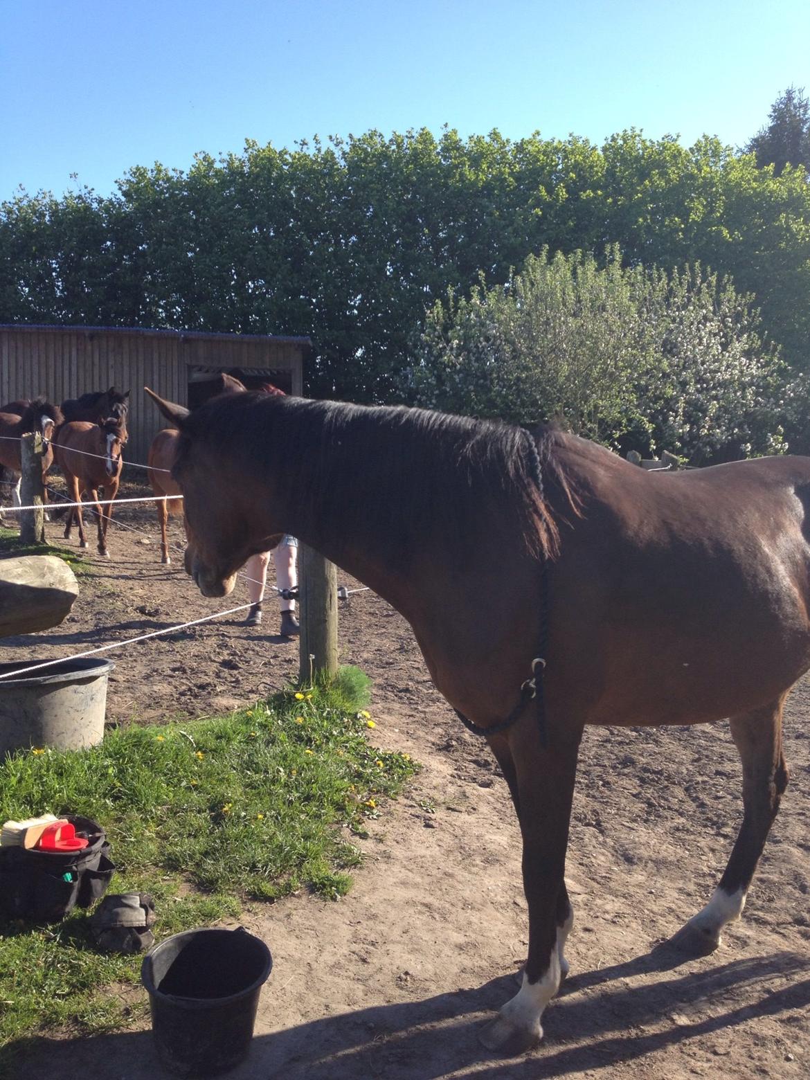 Arabisk fuldblod (OX) Cesanta - Holder lige øje med de små på folden :) billede 18