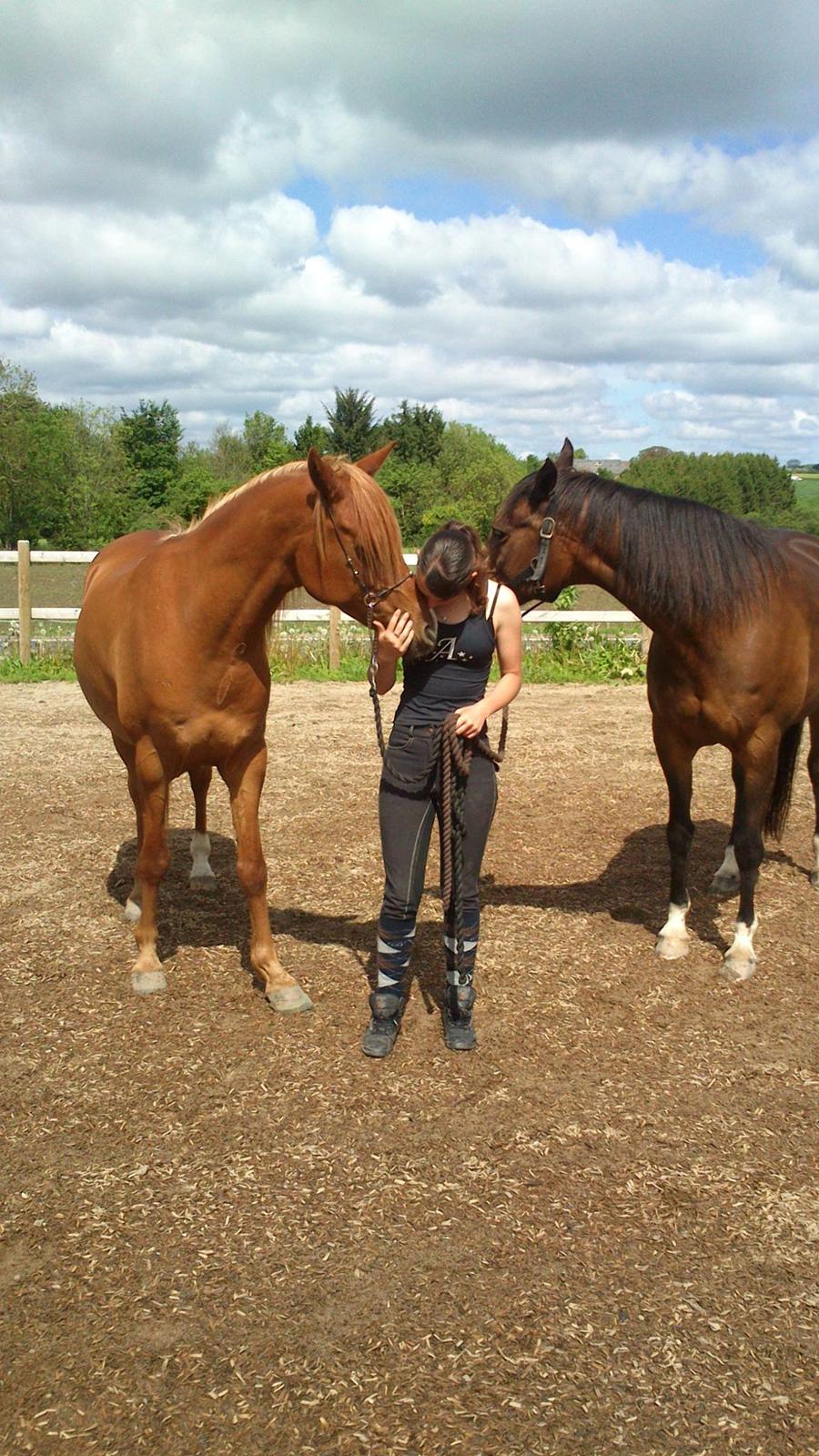 Arabisk fuldblod (OX) Cesanta - Røde giver kys og Cesanta gemmer sig :) billede 4