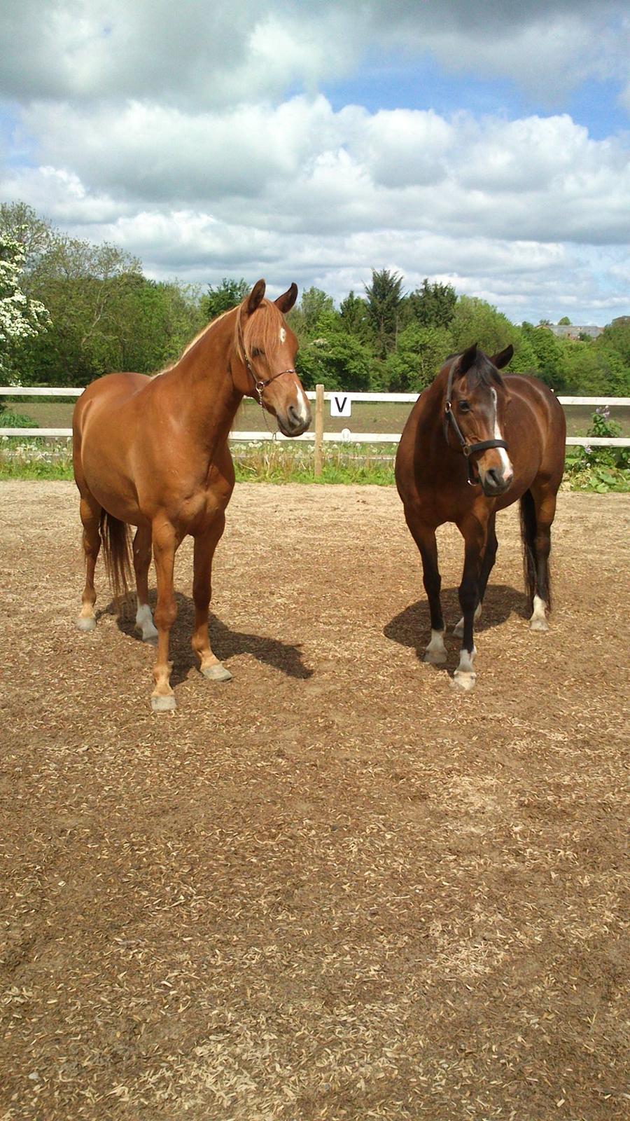 Arabisk fuldblod (OX) Cesanta - Mine to skønne Heste billede 2