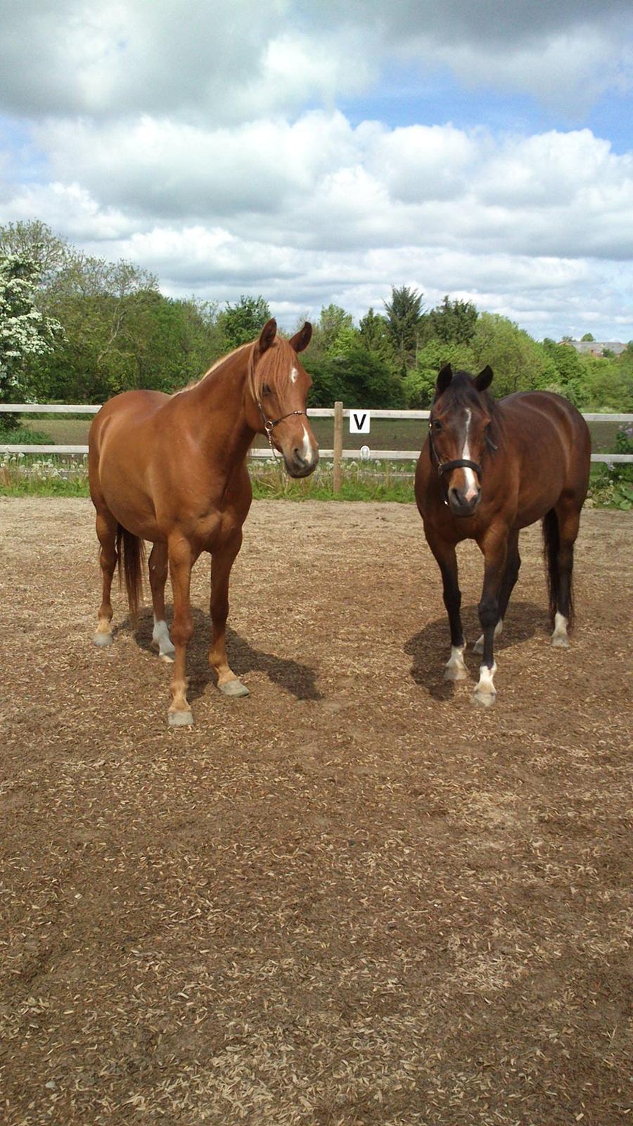 Arabisk fuldblod (OX) Cesanta - såååå smukke  billede 5