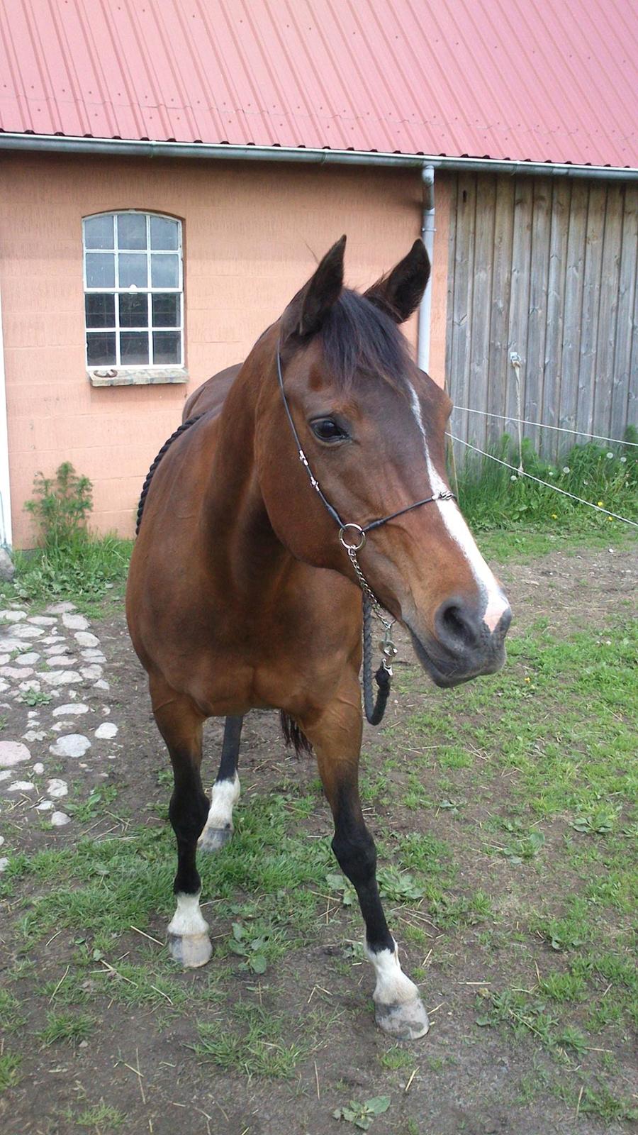 Arabisk fuldblod (OX) Cesanta - Den smukke pige <3 billede 1