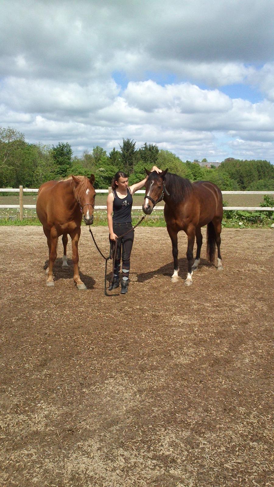 Arabisk fuldblod (OX) Cesanta - <3 billede 3