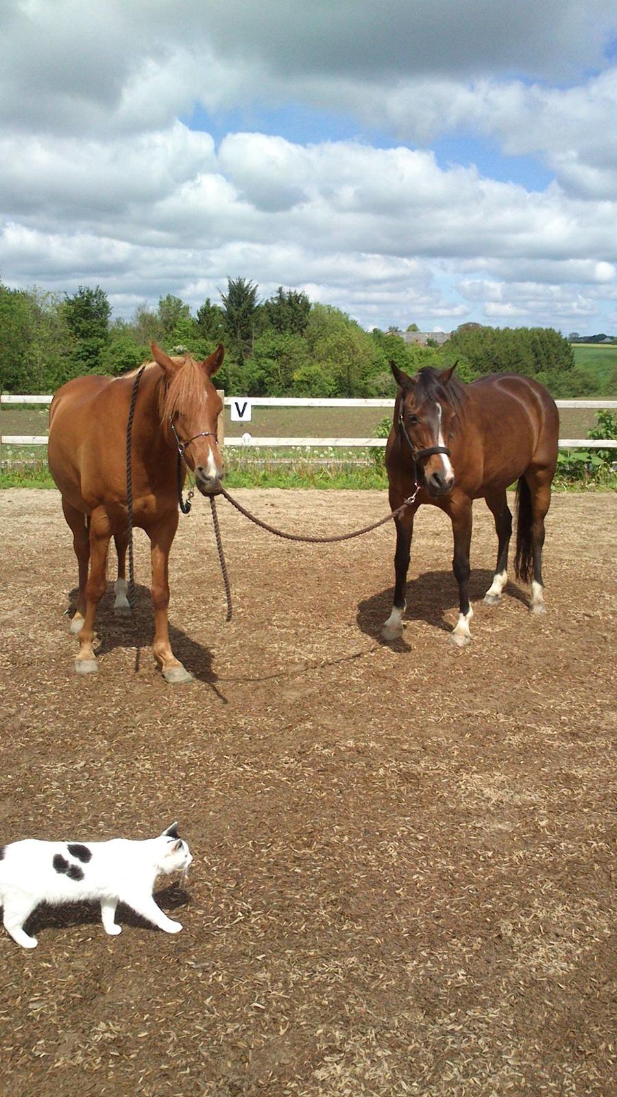 Arabisk fuldblod (OX) Cesanta - Røde hjælper med at holde Cesanta:) billede 6