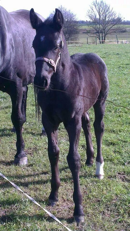 Oldenborg Sjamør Nyholm billede 1