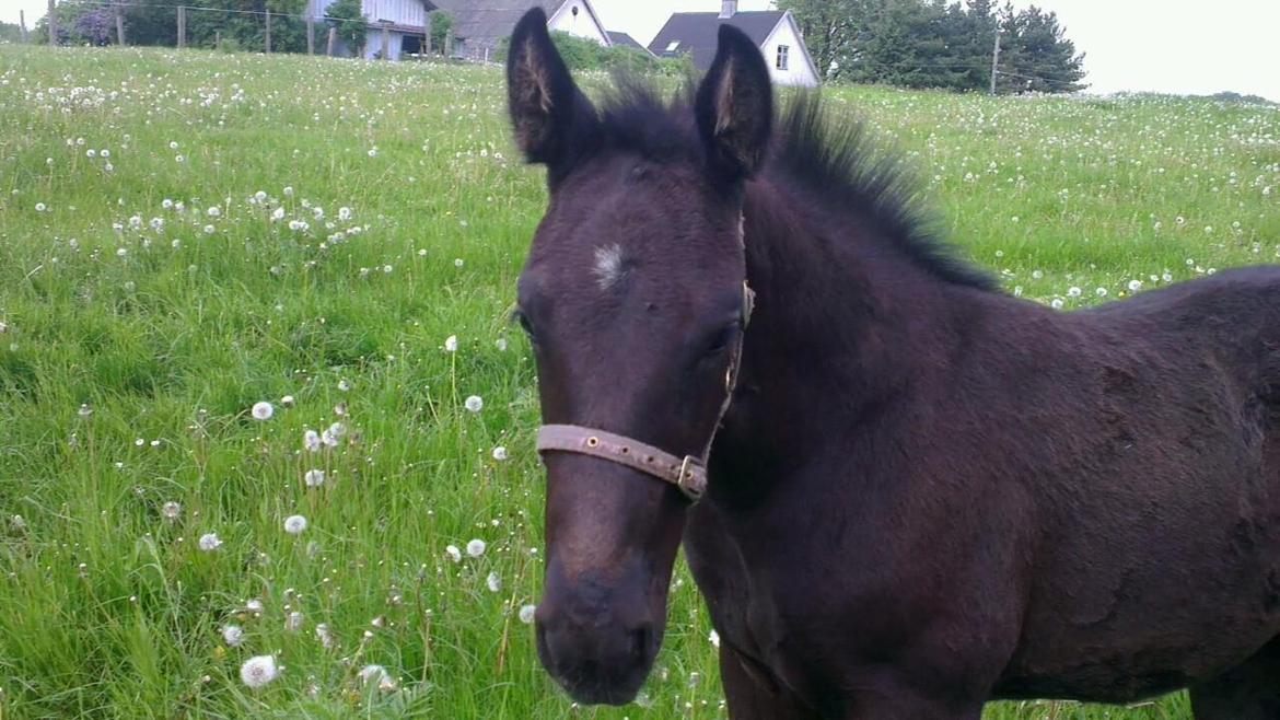 Oldenborg Sjamør Nyholm billede 2