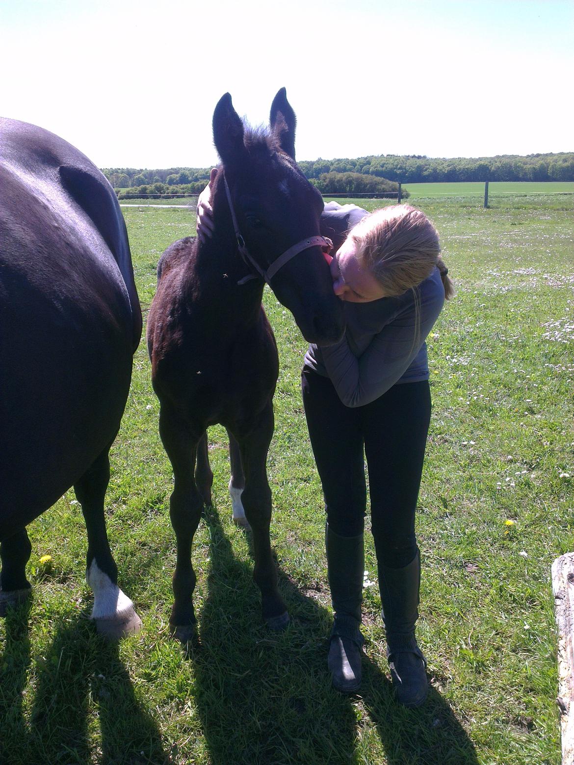 Oldenborg Sjamør Nyholm billede 3
