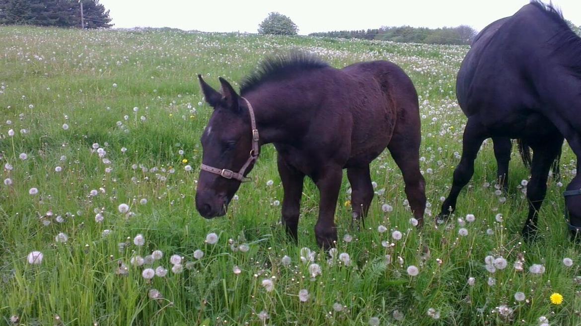Oldenborg Sjamør Nyholm billede 4