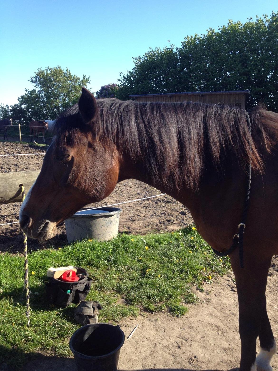 Arabisk fuldblod (OX) Cesanta - Kan bare strigle hende uden hun står bundet :) billede 19