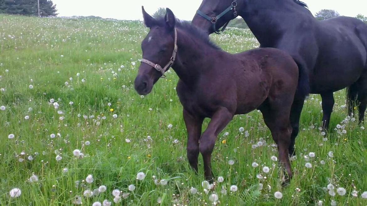 Oldenborg Sjamør Nyholm billede 5