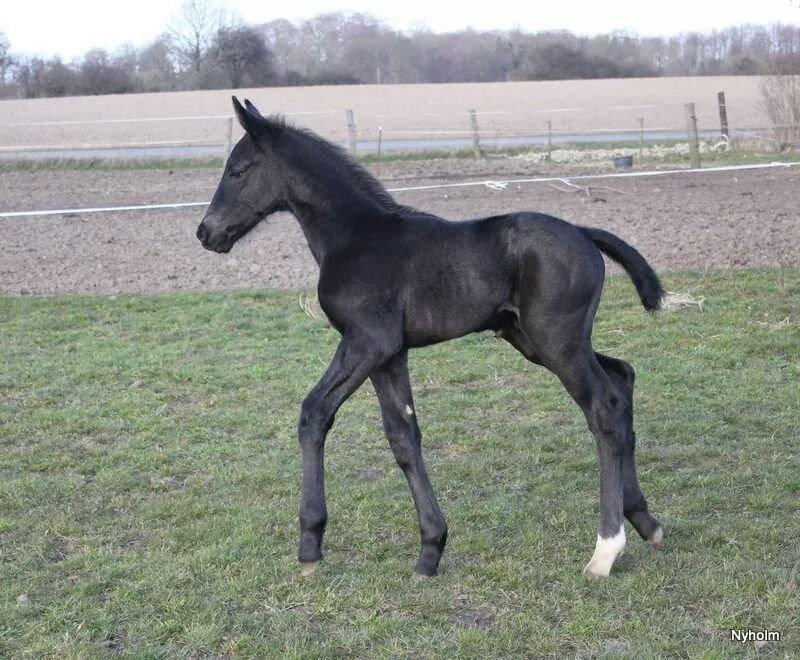Oldenborg Sjamør Nyholm billede 6
